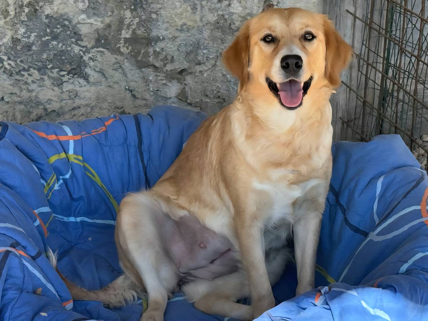 Adotta un cane, femmina, 1 anno e 2 mesi, Teramo
