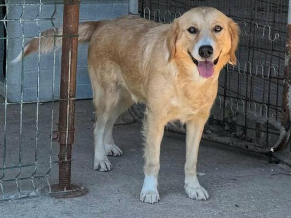Adotta un cane, taglia media, femmina, Teramo