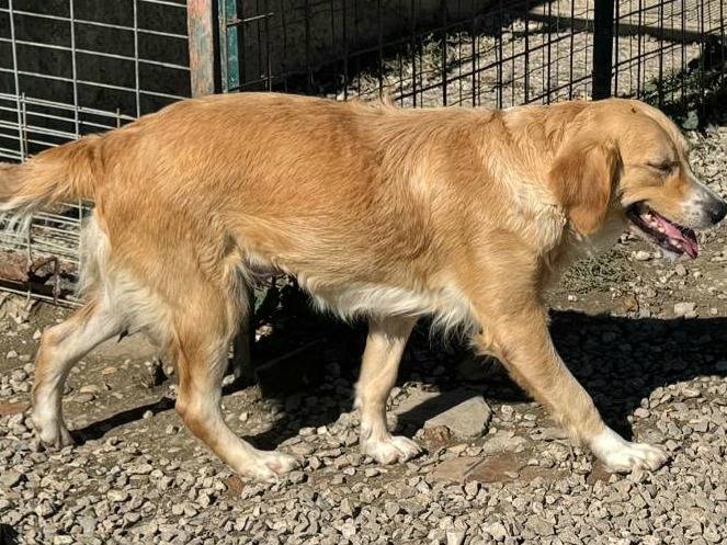 Vuoi adottare un cane a Teramo?