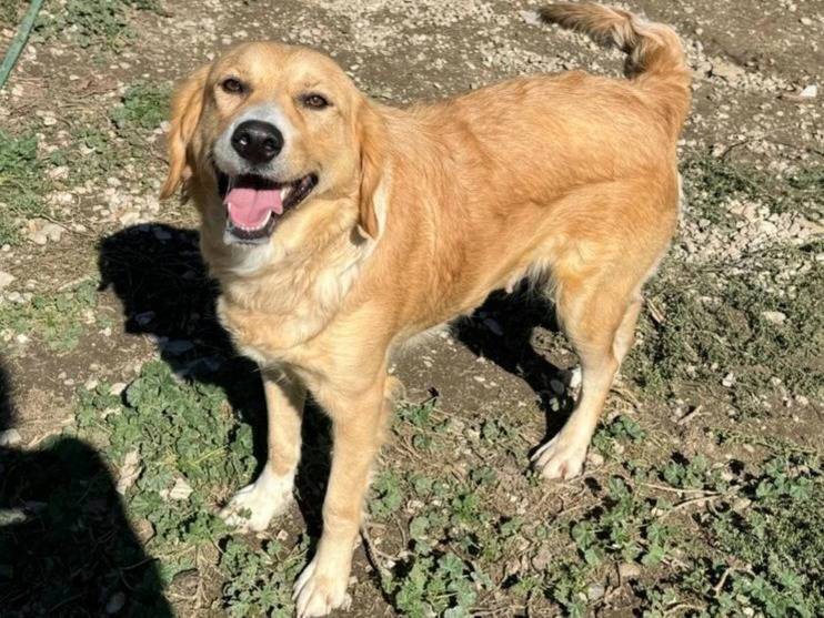 Adotta il cane Luna a Teramo