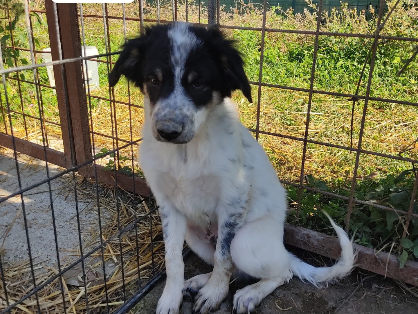 Adozione cane, maschio, Razza sconosciuta Razza sconosciuta, 4 mesi, taglia media, Frosinone