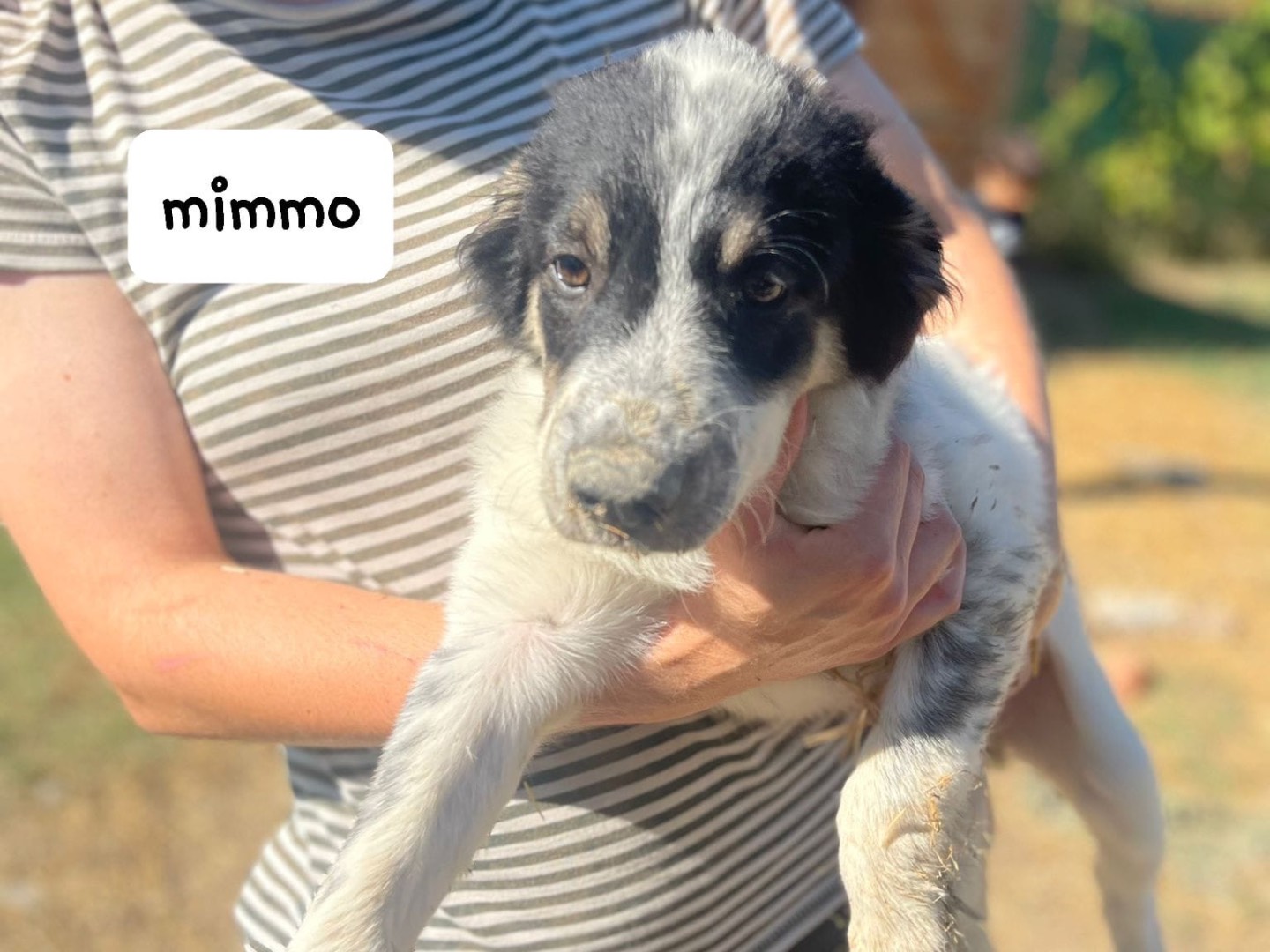 Adotta un cane, maschio, 4 mesi, Frosinone