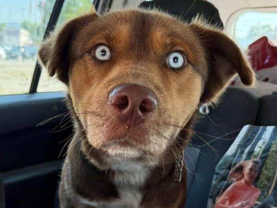 Adozione cane, maschio, Razza sconosciuta Razza sconosciuta, 3 anni e 9 mesi, taglia media, Firenze