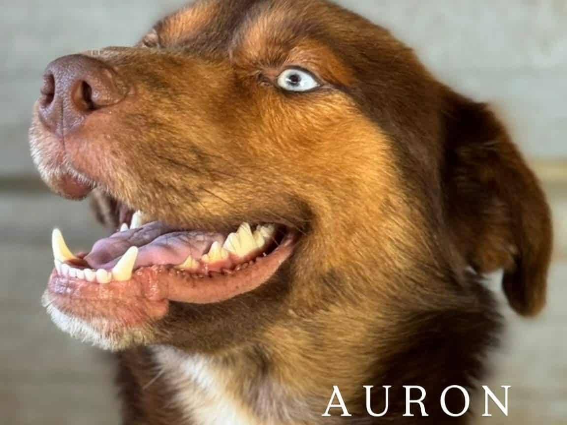Adotta un cane, maschio, 3 anni e 9 mesi, Firenze