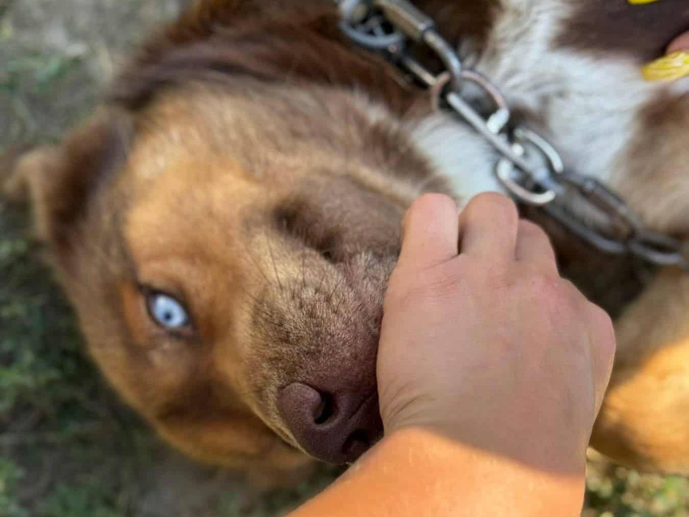 Adotta un cane, taglia media, maschio, Firenze