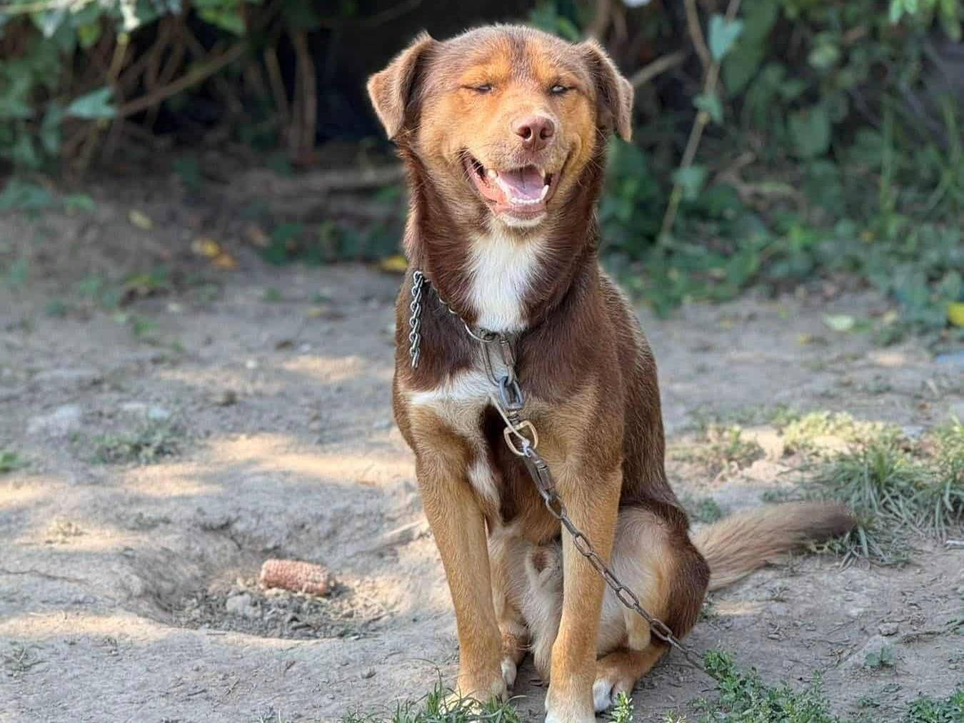 Vuoi adottare un cane a Firenze?