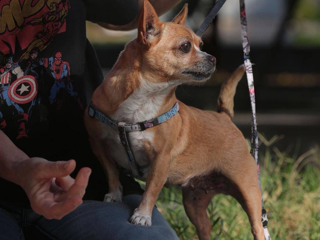 Adozione cane, femmina, Razza sconosciuta Razza sconosciuta, 8 anni e 1 mese, taglia piccola, Napoli