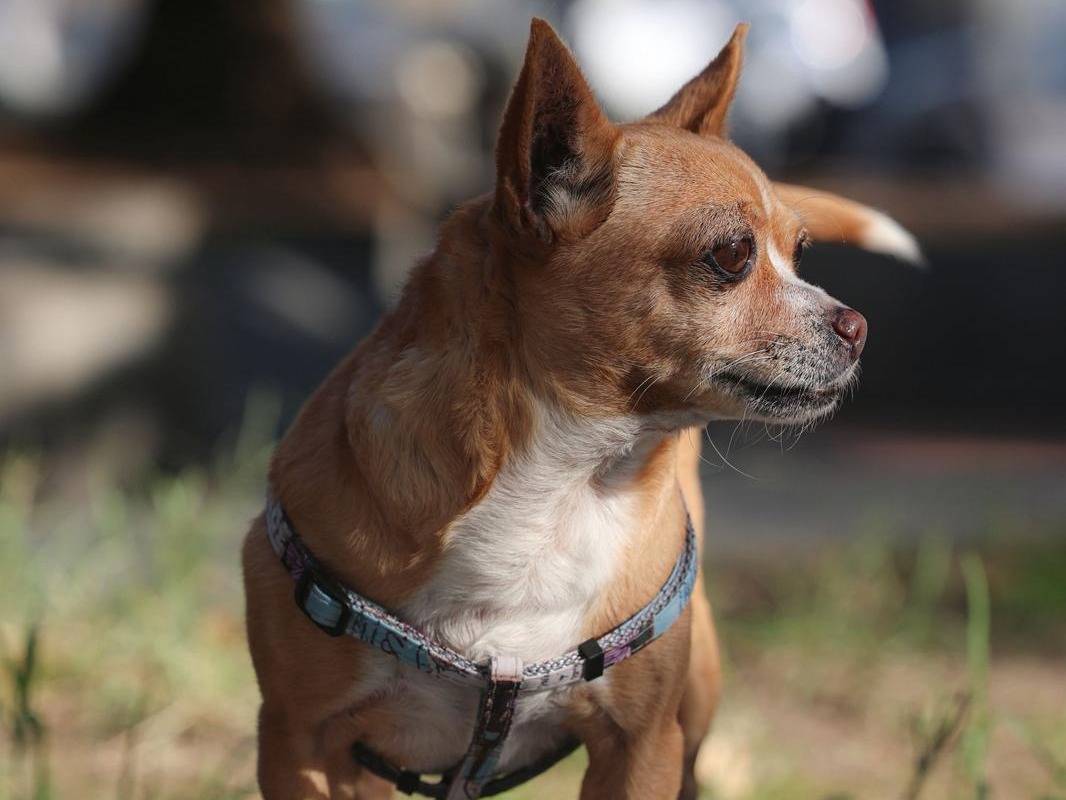 Adotta un cane, femmina, 8 anni e 1 mese, Napoli