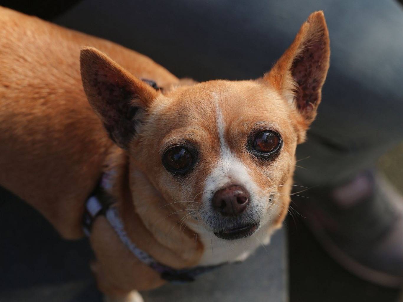 Adotta un cane, taglia piccola, femmina, Napoli