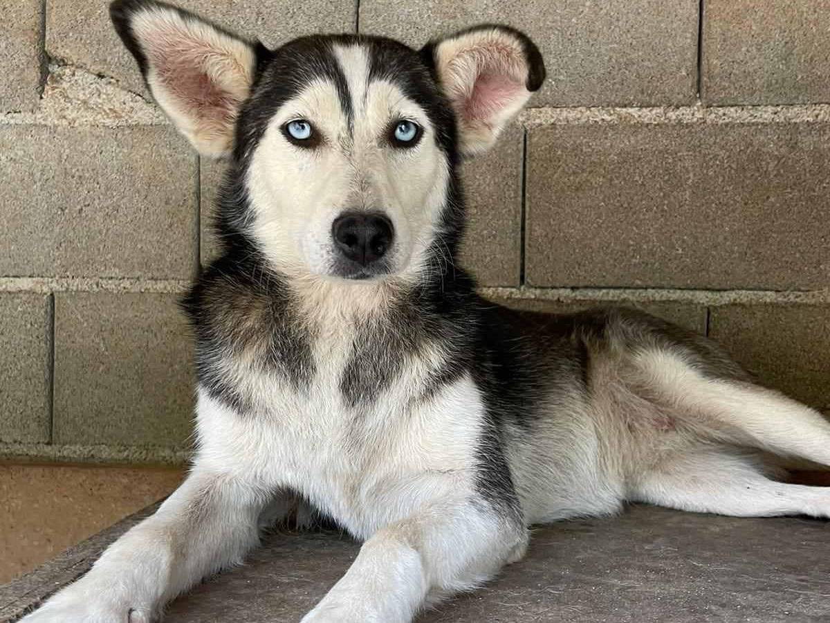 Adotta un cane, femmina, 3 anni e 9 mesi, Firenze