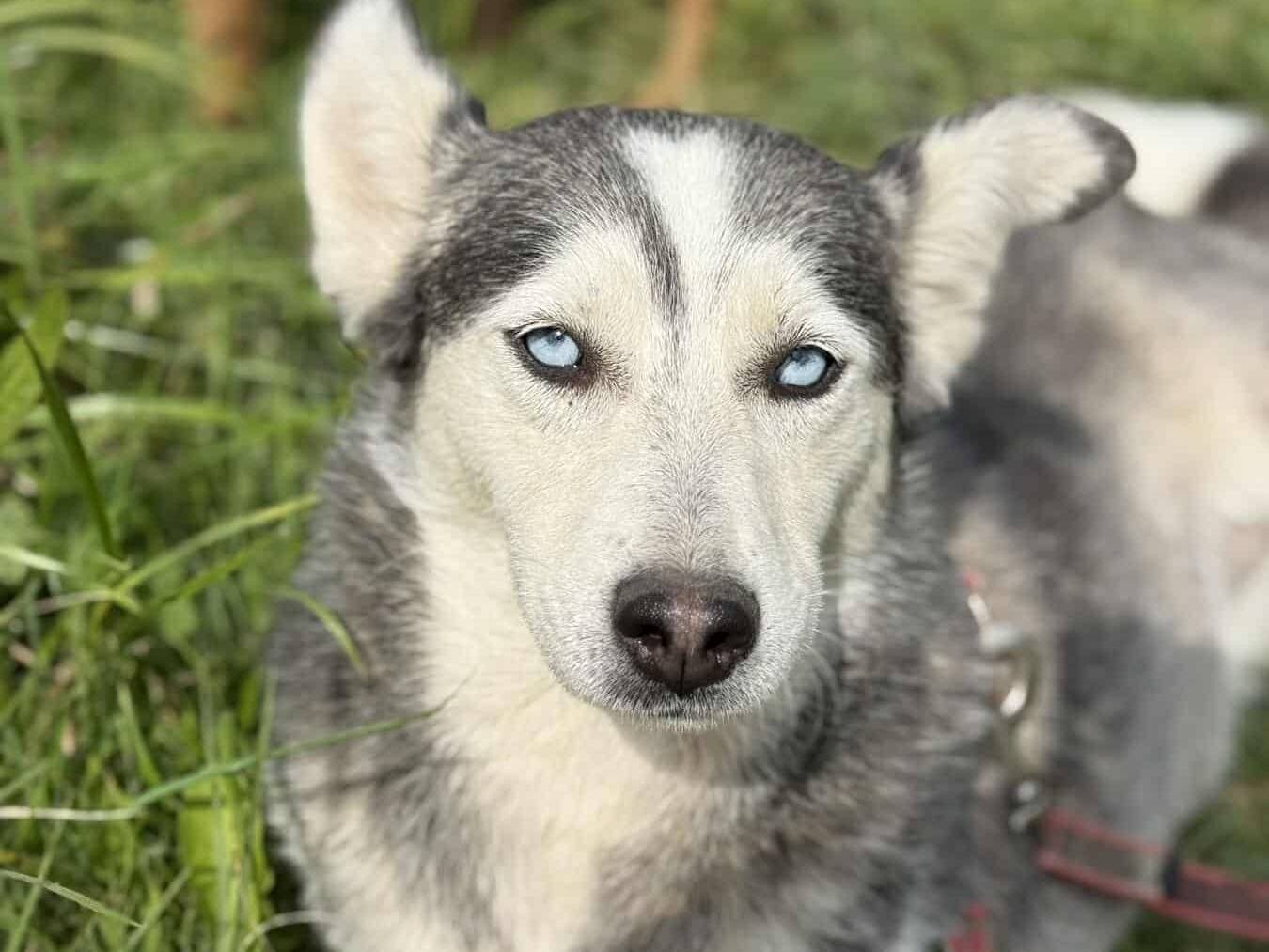 Adotta un cane, taglia media, femmina, Firenze