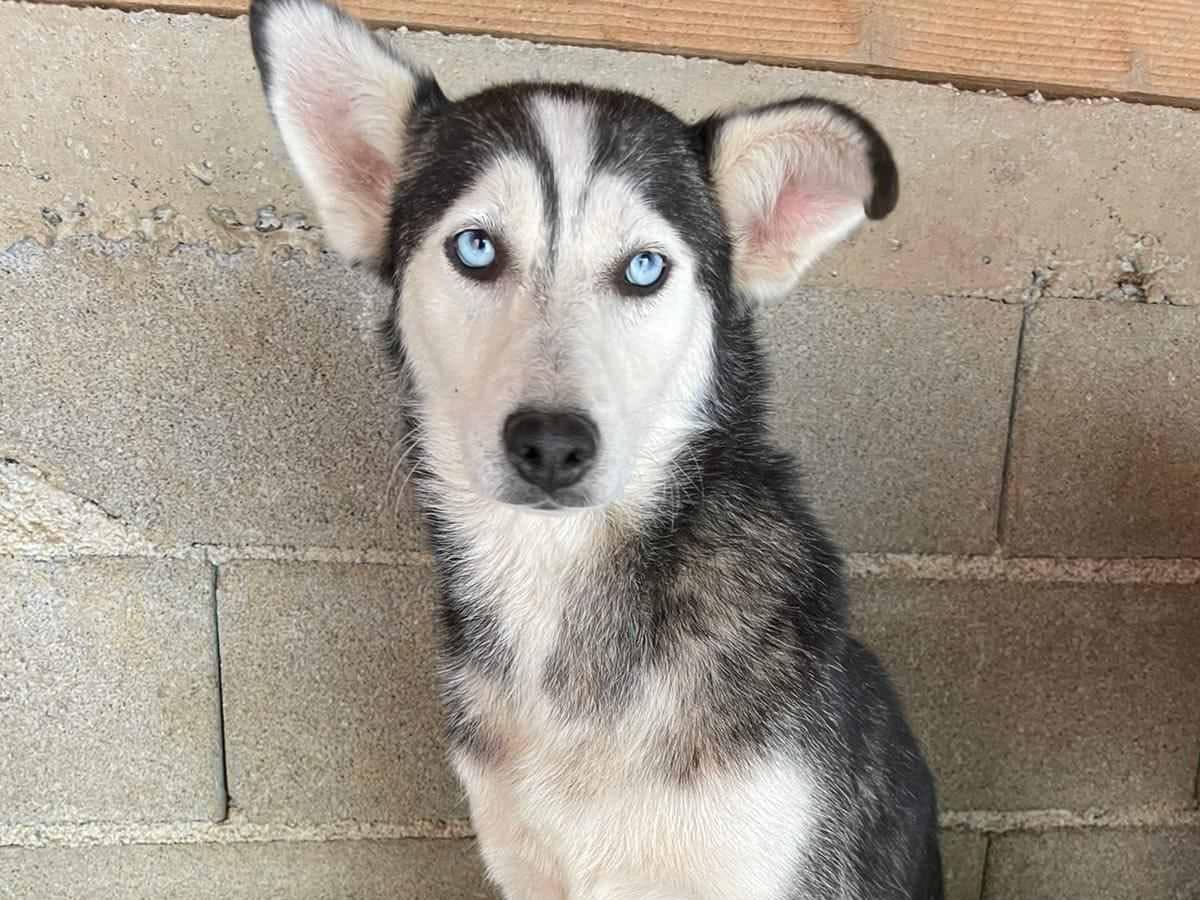 Adotta il cane BLUE a Firenze