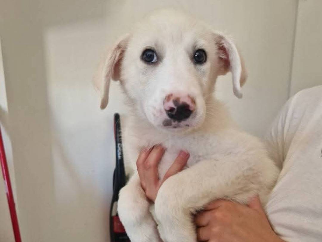 Adozione cane, maschio, Razza sconosciuta Razza sconosciuta, 3 mesi, taglia media, Pavia