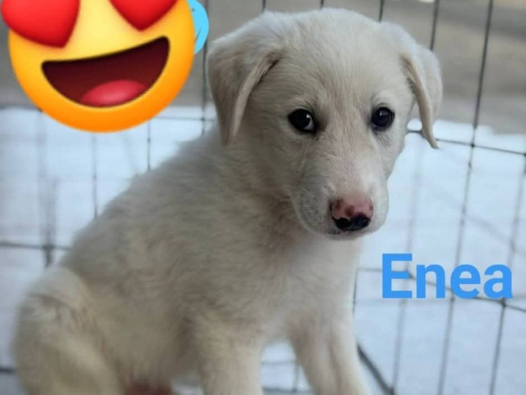Adotta un cane, maschio, 3 mesi, Pavia