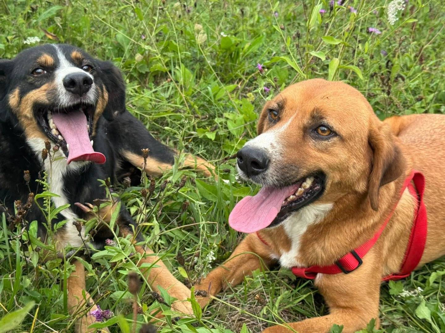 Adotta un cane, maschio, 7 anni e 9 mesi, Firenze