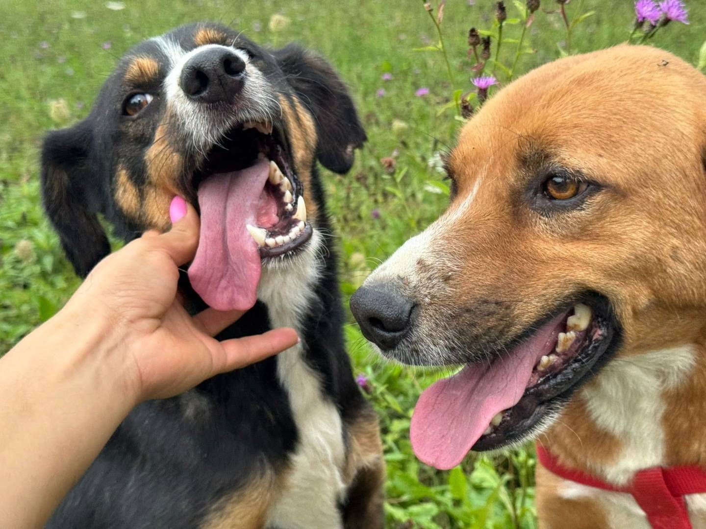 Adotta un cane, taglia media contenuta, maschio, Firenze