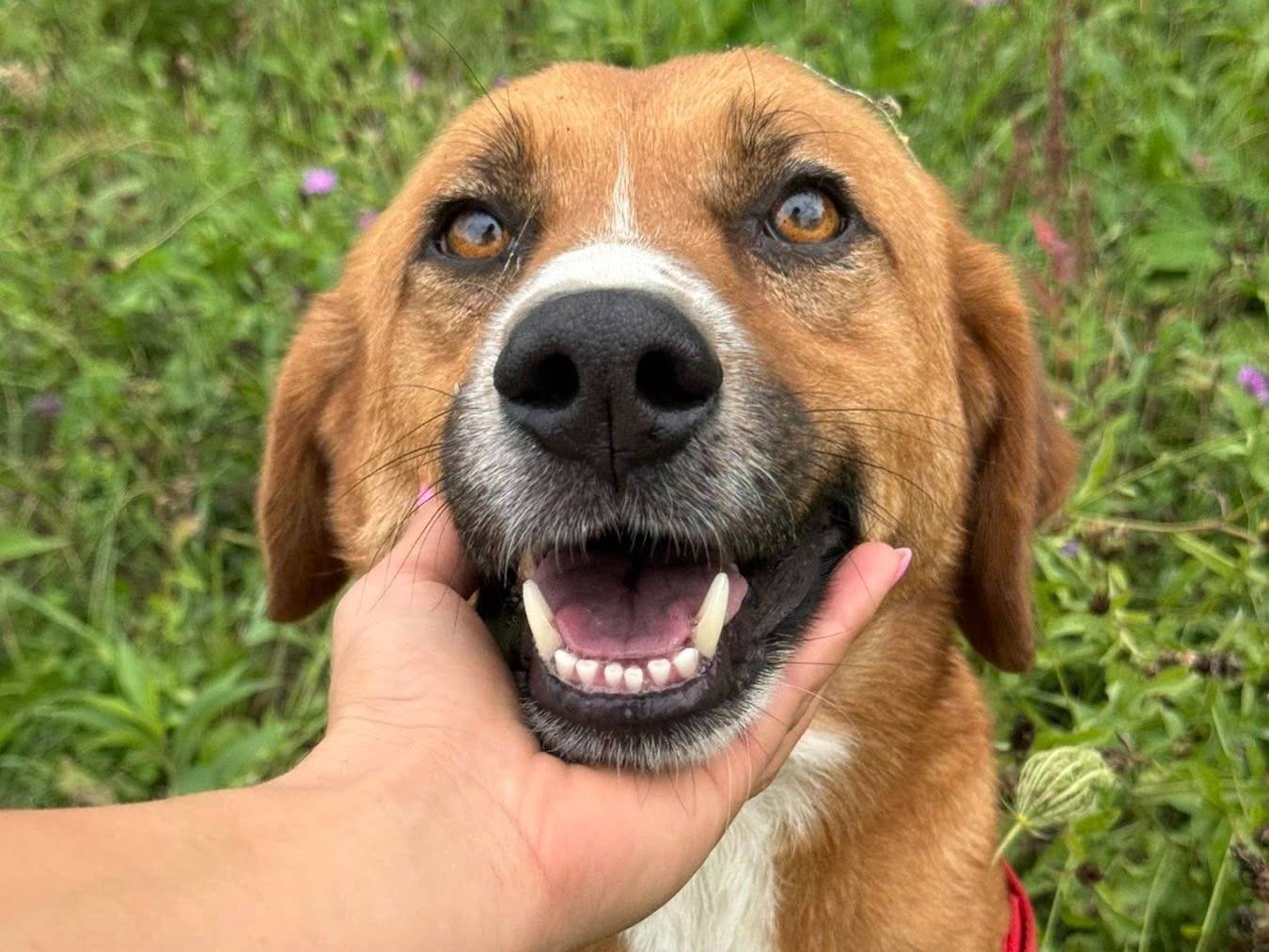 Vuoi adottare un cane a Firenze?