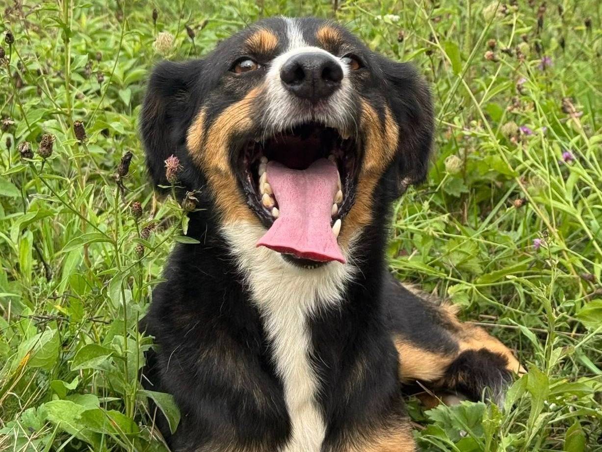 Adotta il cane CHAD e CHARAPI a Firenze