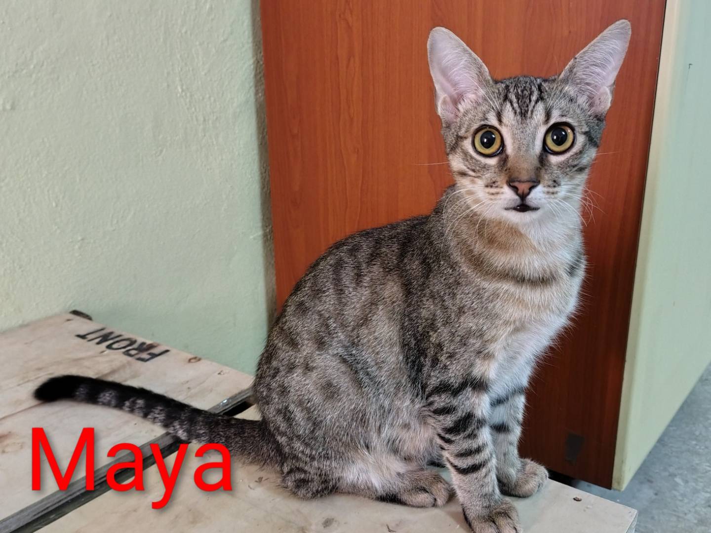 Adotta un gatto, femmina, 5 mesi, Crotone