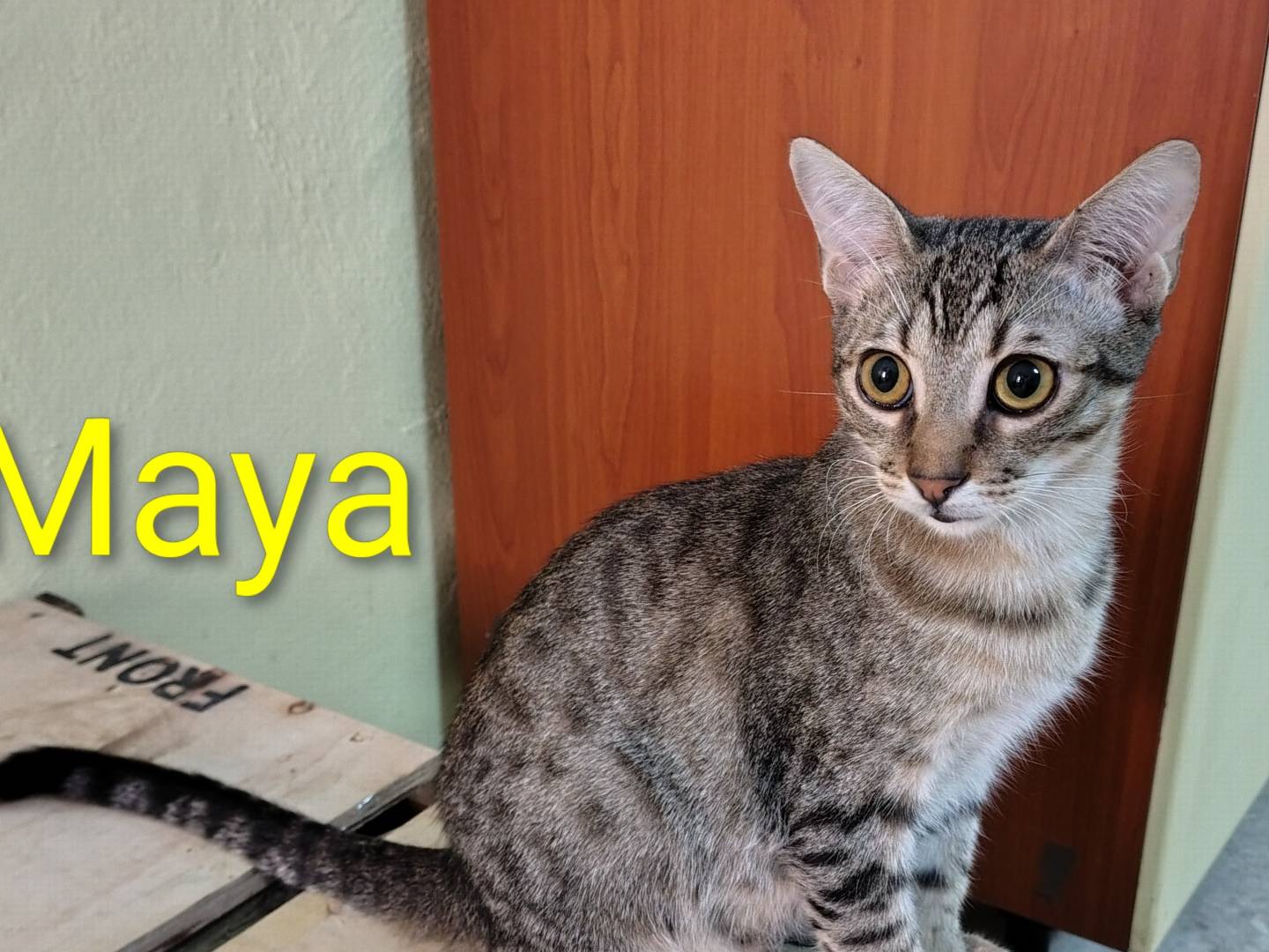 Adotta un gatto, taglia non valida, femmina, Crotone