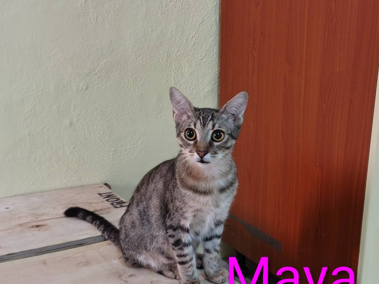 Vuoi adottare un gatto a Crotone?