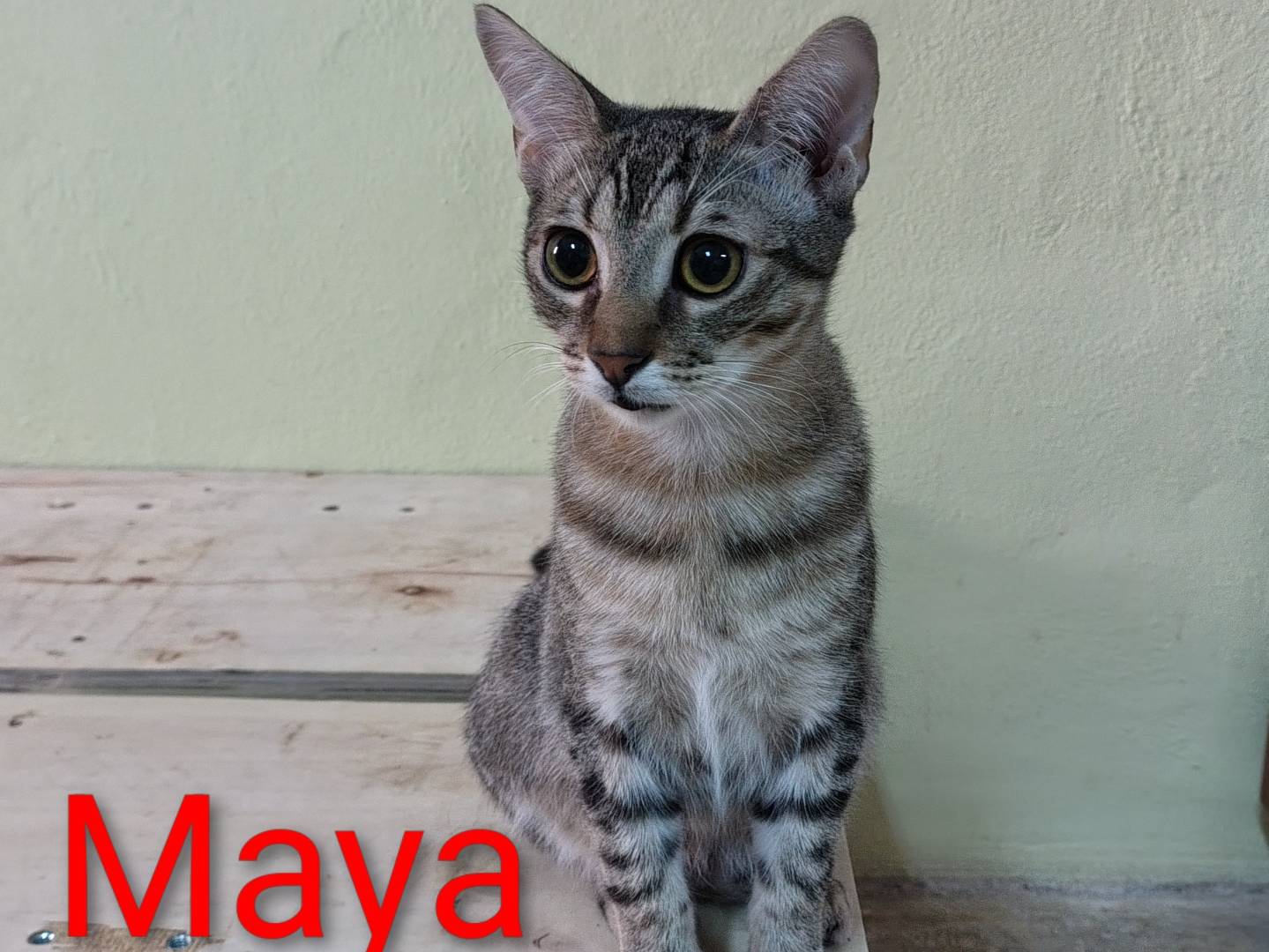 Adotta il gatto Maya  a Crotone