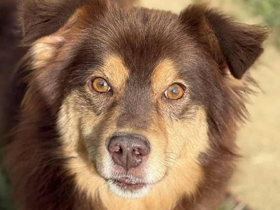 Adozione cane, maschio, Razza sconosciuta Razza sconosciuta, 3 anni e 9 mesi, taglia media contenuta, Firenze