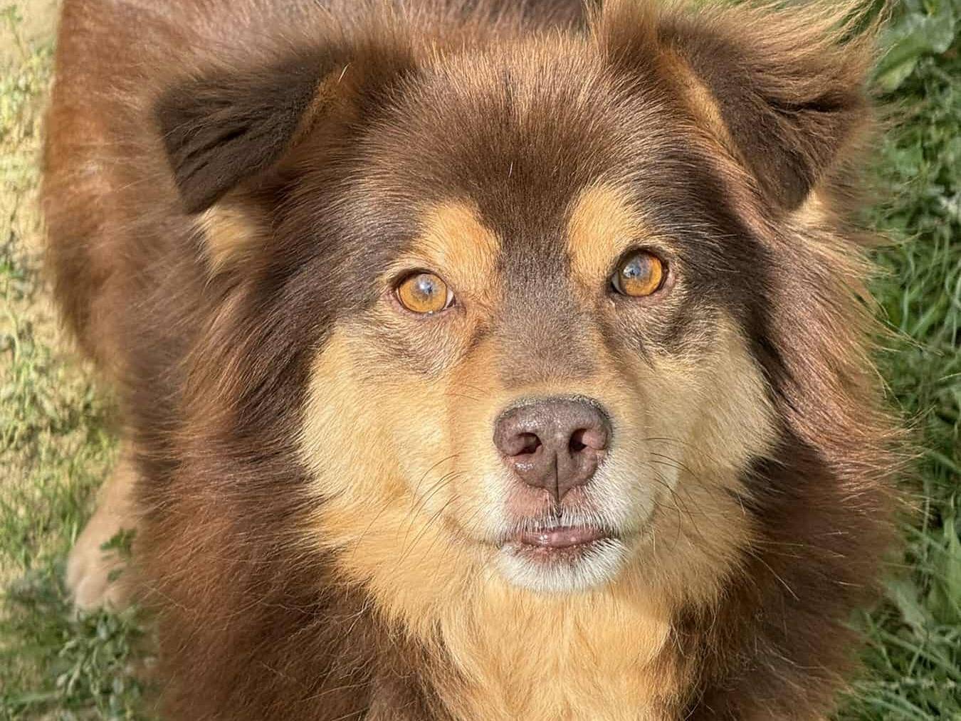 Adotta un cane, maschio, 3 anni e 9 mesi, Firenze