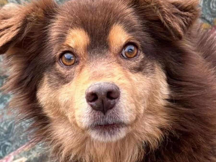 Adotta un cane, taglia media contenuta, maschio, Firenze