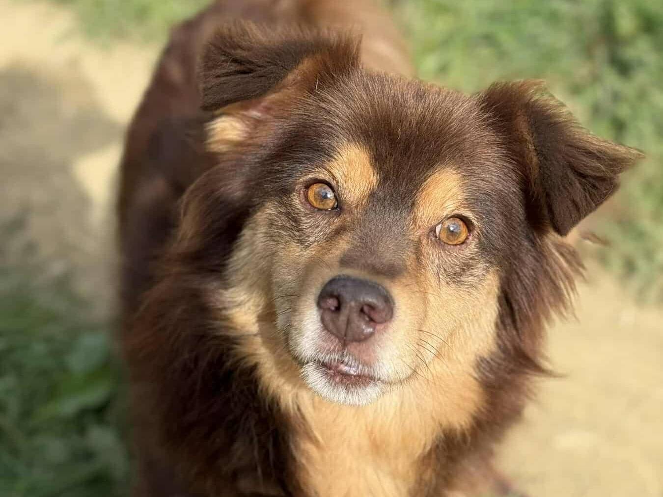 Vuoi adottare un cane a Firenze?