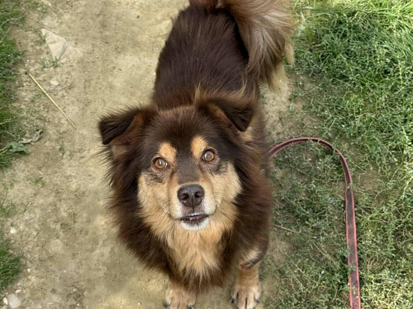 Adotta il cane CHILI a Firenze