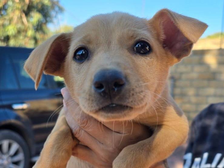 Adozione cane, femmina, Razza sconosciuta Razza sconosciuta, 3 mesi, taglia media contenuta, Crotone