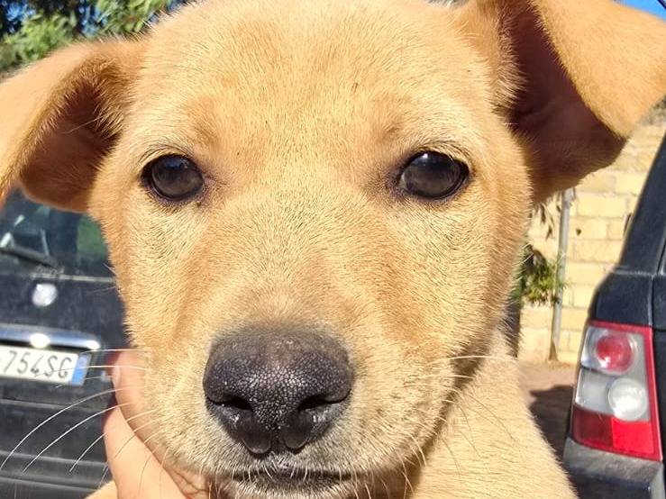 Adotta un cane, femmina, 3 mesi, Crotone