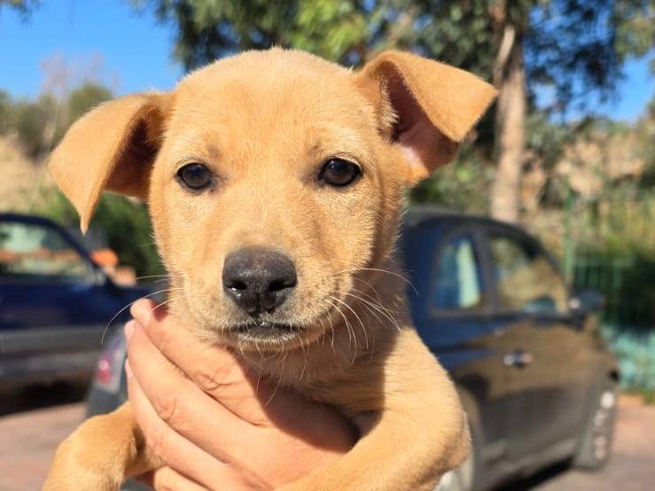 Adotta un cane, taglia media contenuta, femmina, Crotone