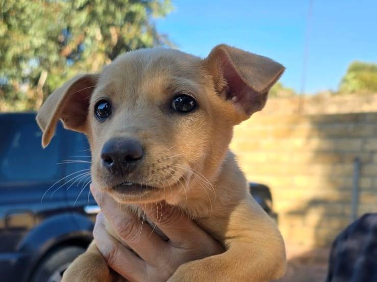 Vuoi adottare un cane a Crotone?