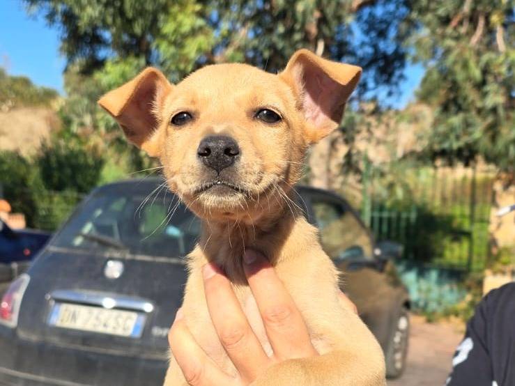 Vuoi adottare un cane a Crotone?