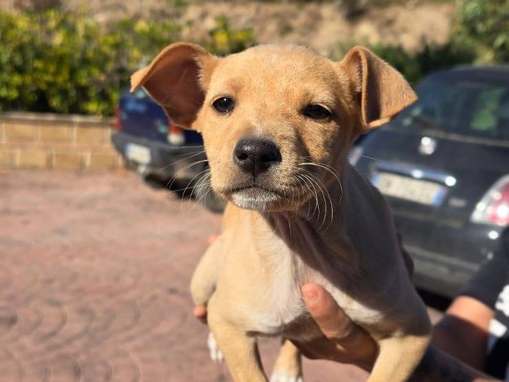 Adozione cane, femmina, Razza sconosciuta Razza sconosciuta, 3 mesi, taglia media contenuta, Crotone