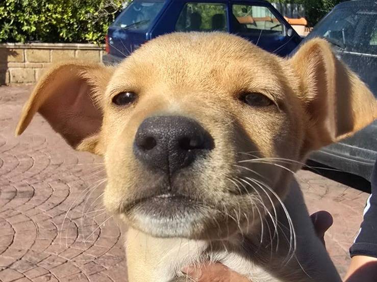 Adotta un cane, femmina, 3 mesi, Crotone