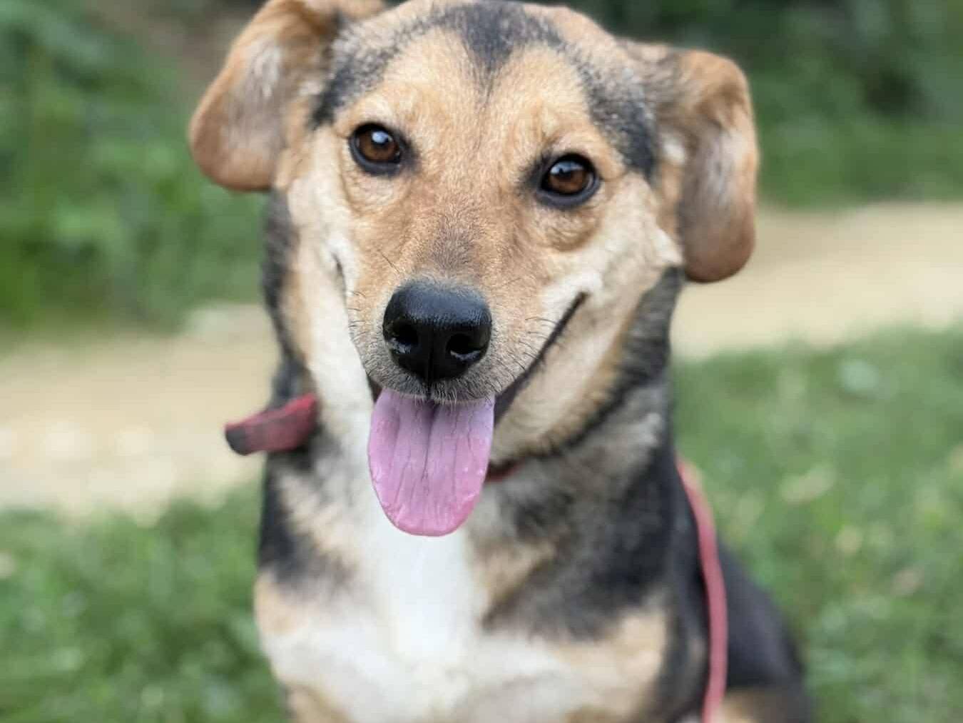 Adozione cane, femmina, Razza sconosciuta Razza sconosciuta, 2 anni e 9 mesi, taglia piccola, Firenze