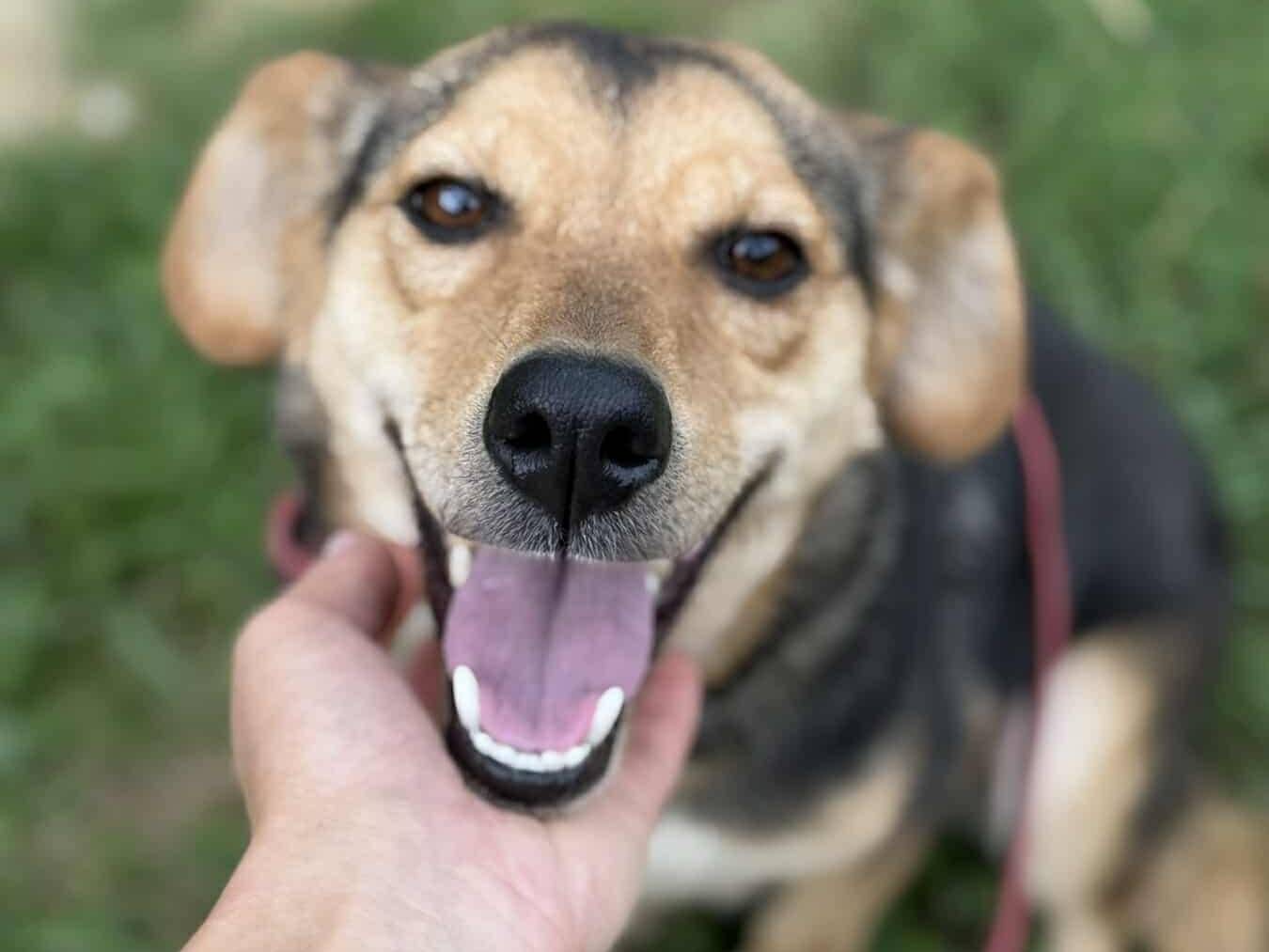 Adotta un cane, femmina, 2 anni e 9 mesi, Firenze