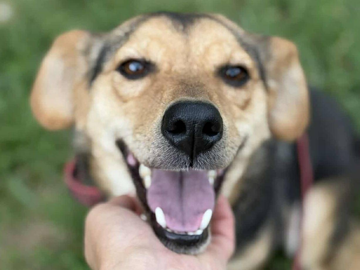 Adotta un cane, taglia piccola, femmina, Firenze