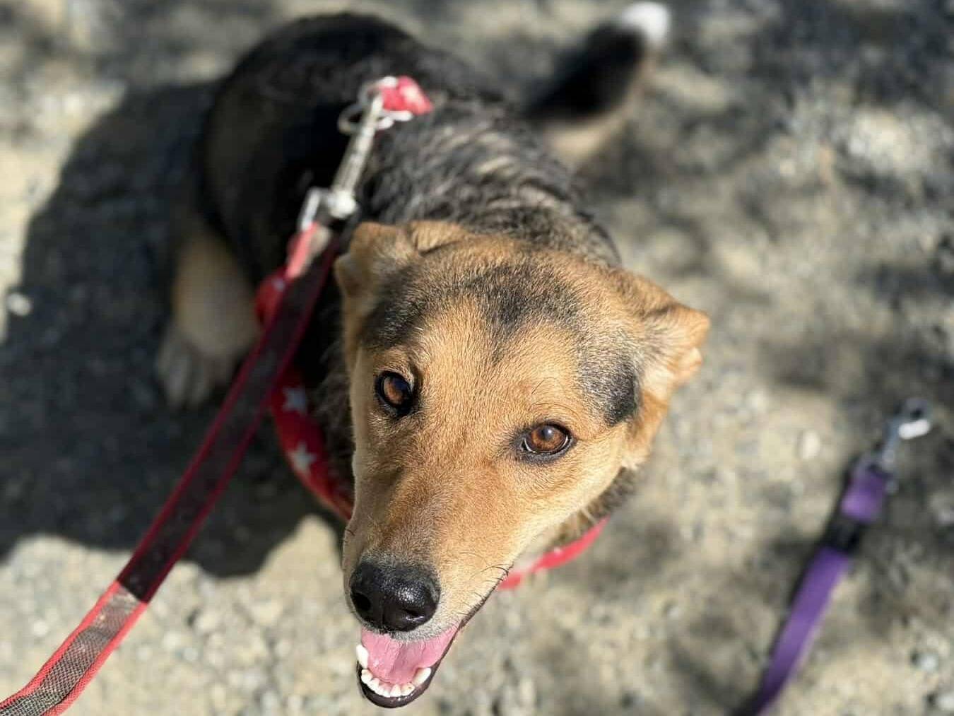 Vuoi adottare un cane a Firenze?