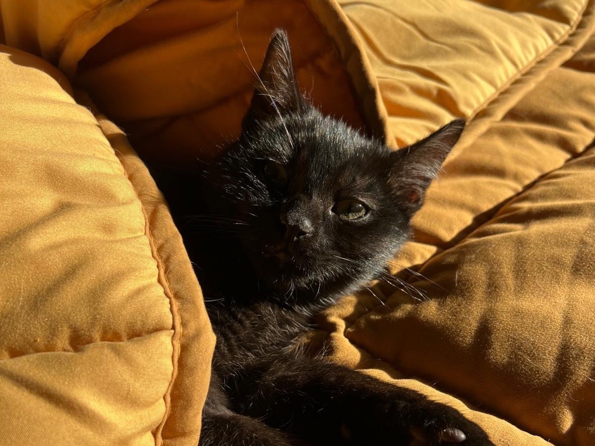 Adozione gatto, maschio, Razza sconosciuta Razza sconosciuta, 4 mesi, taglia non valida, Milano
