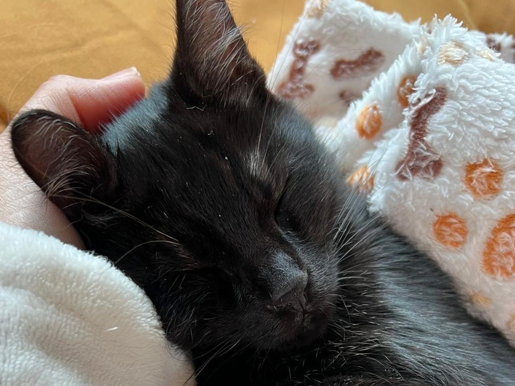 Adotta un gatto, maschio, 4 mesi, Milano