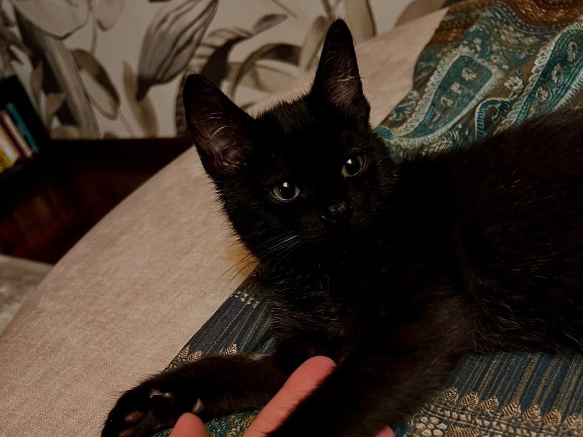 Adotta un gatto, taglia non valida, maschio, Milano