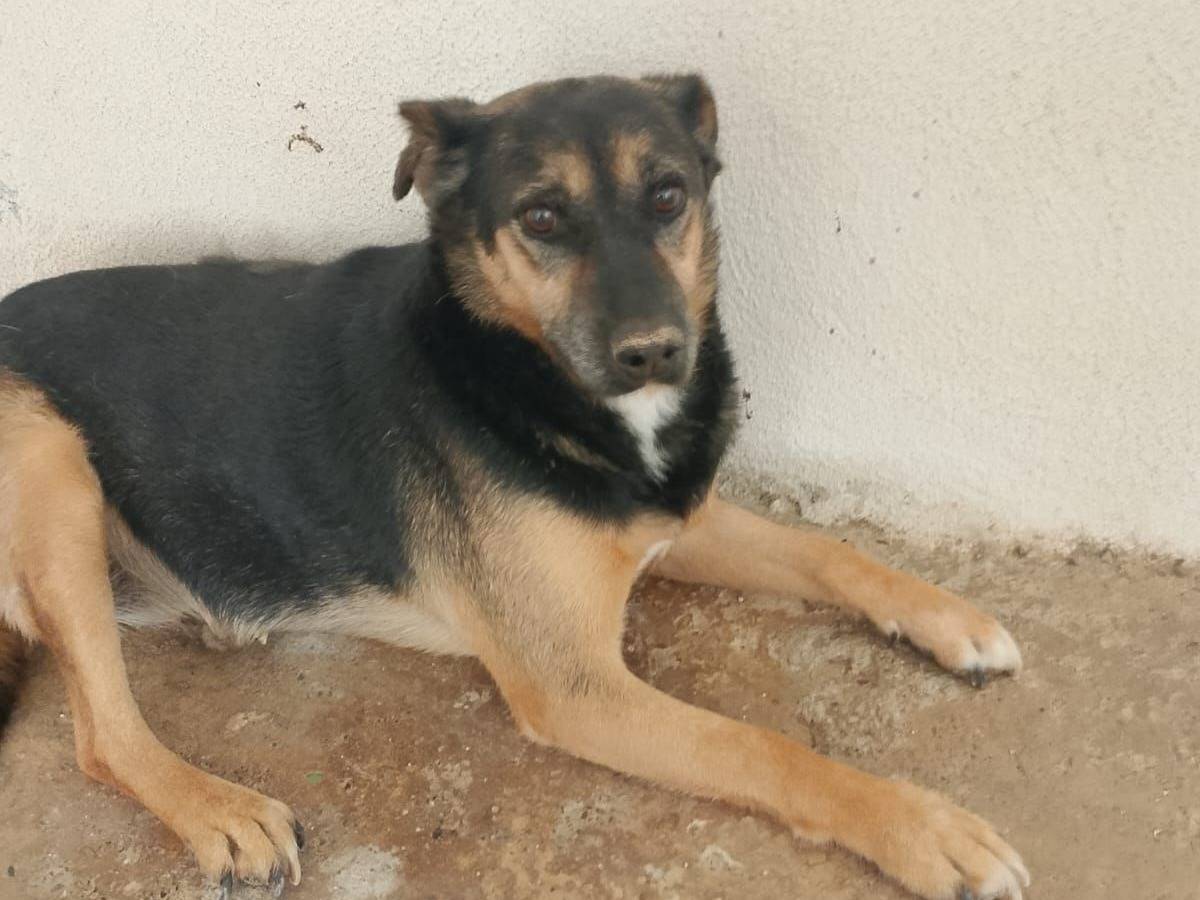Adozione cane, maschio, Razza sconosciuta Razza sconosciuta, 8 anni e 4 mesi, taglia media, Crotone