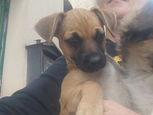 Adozione cane, maschio, Razza sconosciuta Razza sconosciuta, 3 mesi, taglia piccola, Avellino