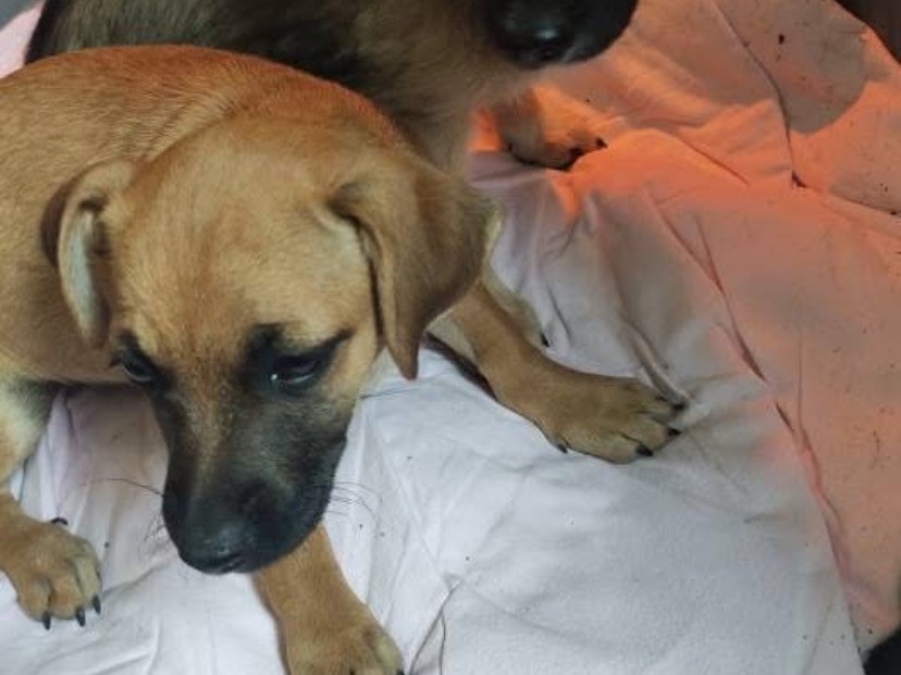 Adotta un cane, maschio, 3 mesi, Avellino