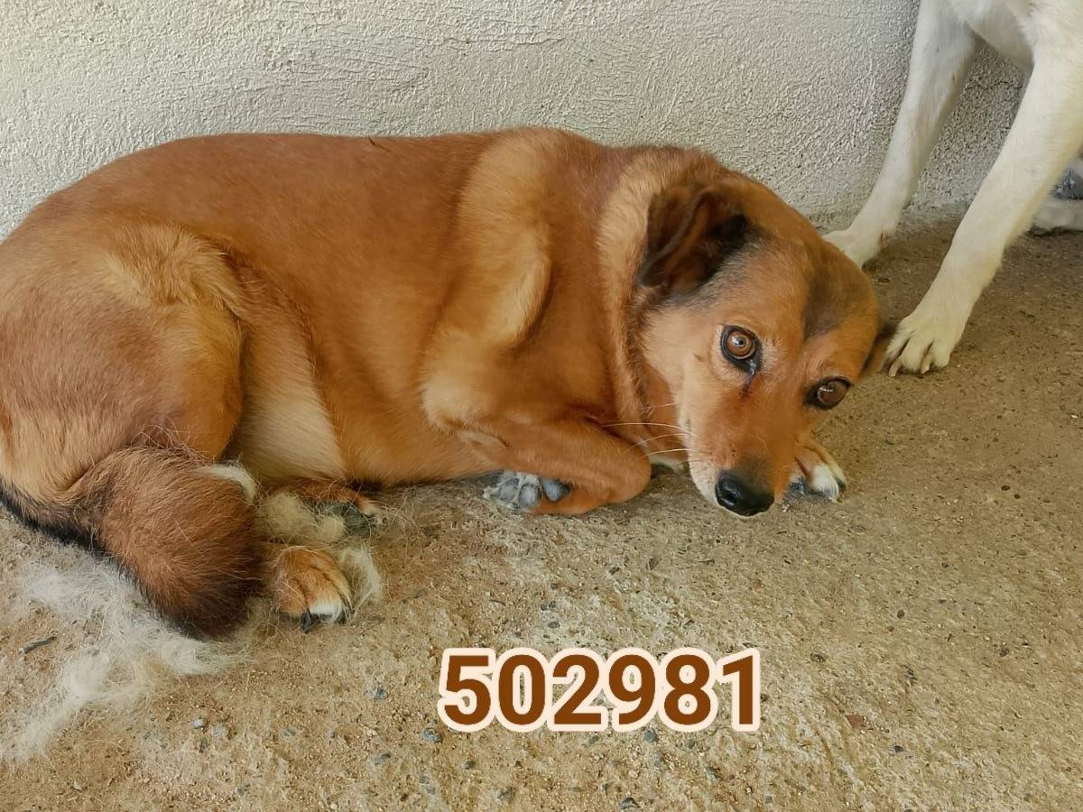 Adozione cane, femmina, Razza sconosciuta Razza sconosciuta, 10 anni e 4 mesi, taglia media, Crotone