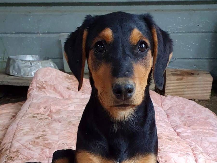Adozione cane, femmina, Razza sconosciuta Razza sconosciuta, 11 mesi, taglia piccola, Palermo
